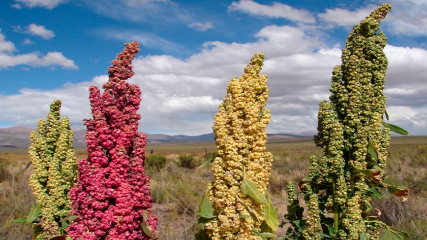 Acuerdo para el desarrollo de cultivos andinos en Antofagasta