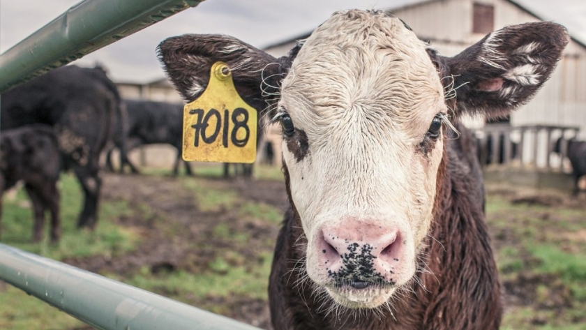 Se dictará de manera virtual el sexto taller de Ganadería y Cambio Climático