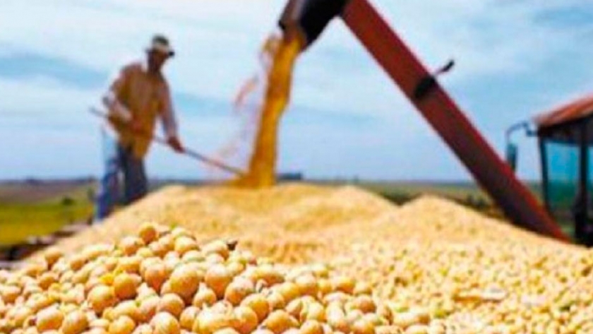 La soja se afianza por encima de los 500 dólares en Chicago