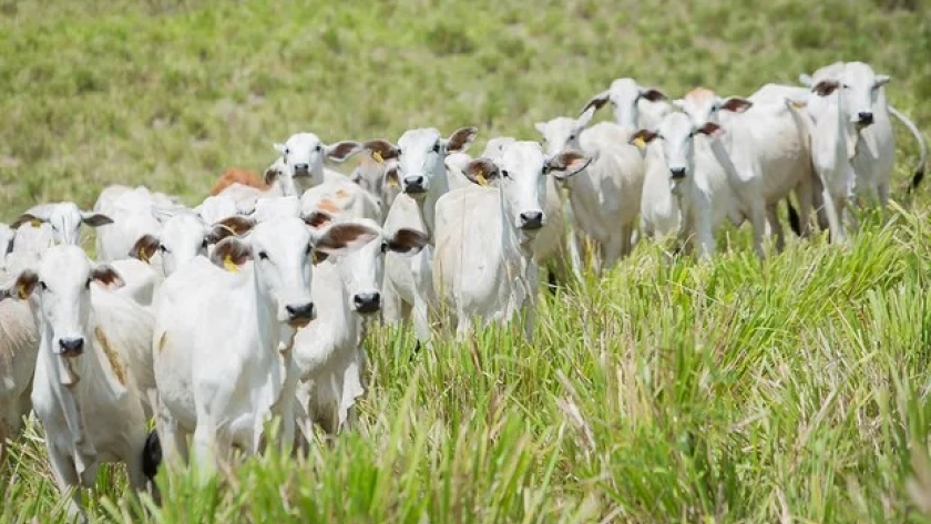 ¿Feedlots a pasto? Un director de Minerva Foods cuenta cómo llegó Brasil a ser un gigante ganadero de más de 200 millones de cabezas y el desafío que enfrentan