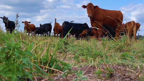 El INTA identificó qué forrajes aportan más nutrientes a la ganadería del NEA