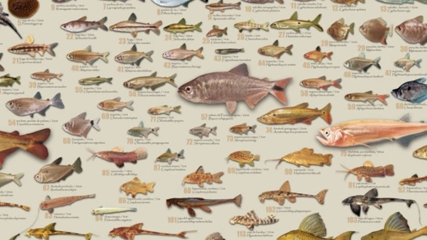 La situación hídrica fue el principal tema de la comisión de Biodiversidad del Consejo Federal de Ambiente