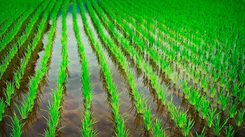 Culmina la cosecha de arroz en Entre Ríos con cerca de 400 mil/tn