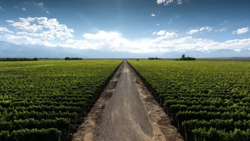 Agro en Maipú: liderazgo en industria vitivinícola y enoturismo