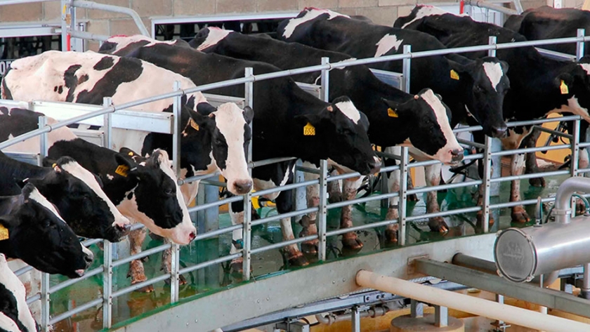Argentina fue el país que más aumentó su producción de leche a nivel mundial entre enero y septiembre