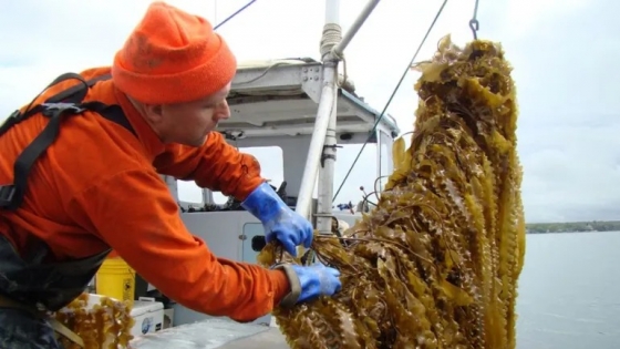 Del mar a la producción: Santa Cruz desarrolla el primer cultivo de algas de la Argentina