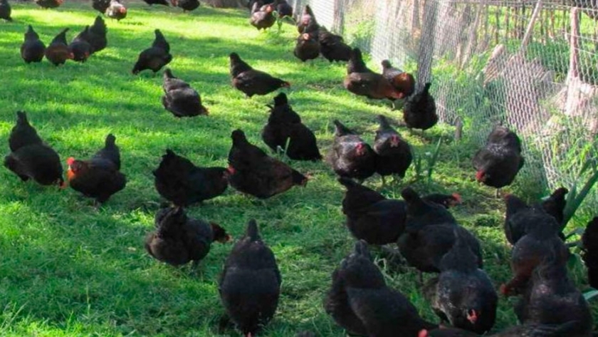 Huevos agroecológicos: recomendaciones del INTA para su producción