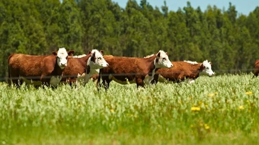 Antes de lo previsto: el gigante de la carne que ya monitorea a los 6000 productores argentinos que le entregan animales