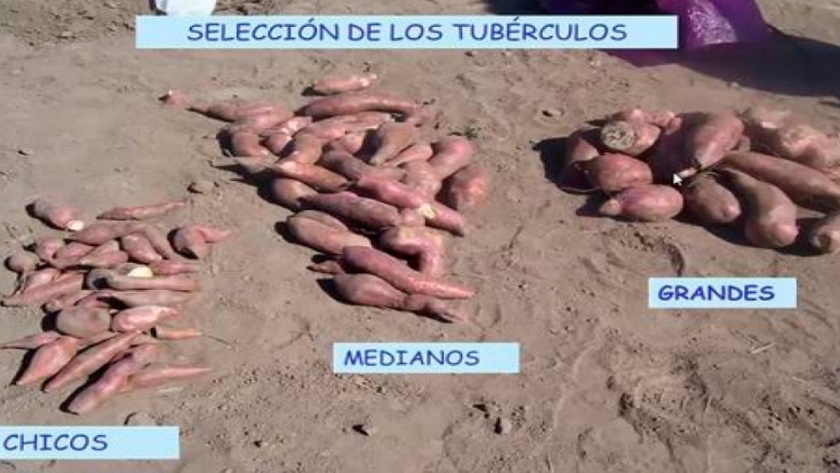 Primera capacitación online de cultivo de batata