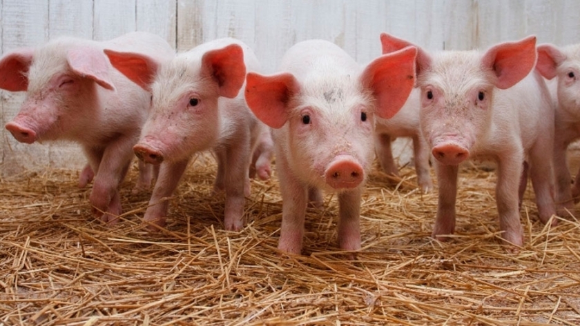 Crean tres laboratorios de inseminación artificial porcina en el NOA
