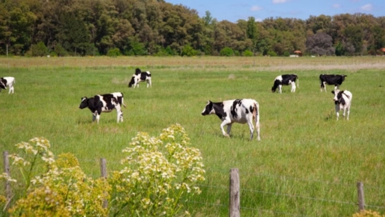 La producción de leche creció 4,5% y las exportaciones aportaron US$1.130 millones hasta