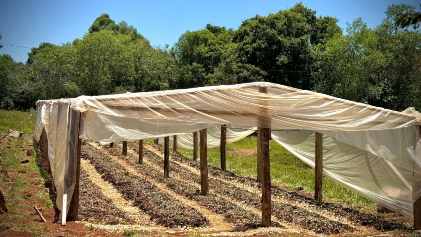 Inauguraron en Alba Posse un invernadero con riego automatizado destinado a fortalecer la producción hortícola local