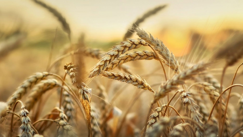 Se proyecta una producción de 1.350.000 toneladas de trigo en Entre Ríos
