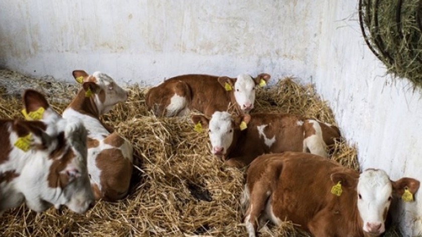 Los precios percibidos por los ganaderos ecológico alemanes apenas cubre el 79% de los costes de producción de la leche de vaca