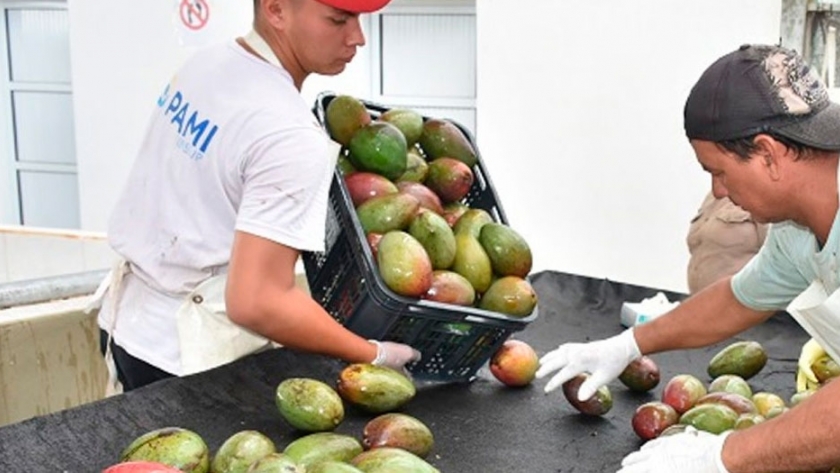 300 mil kilos de mangos salieron desde Formosa hacia mercados nacionales