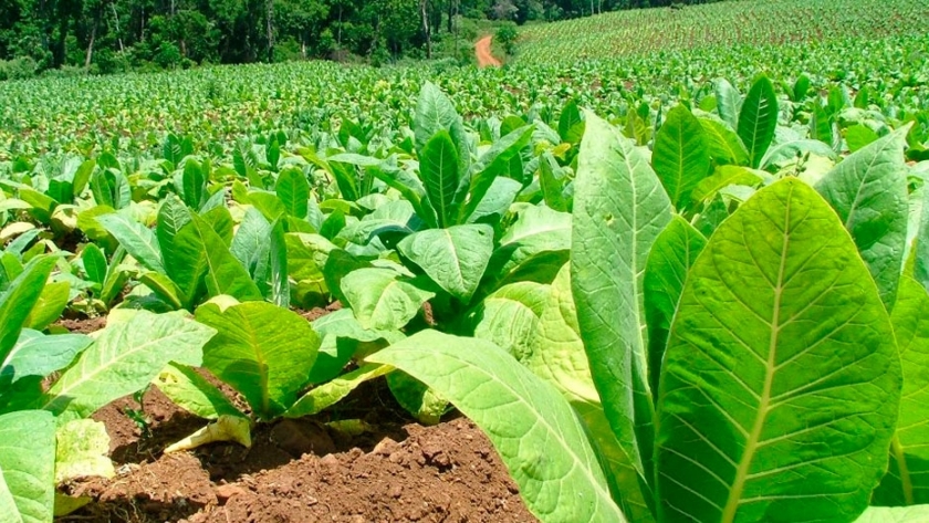 Catamarca: productores tabacaleros exigen una Mesa de Unidad