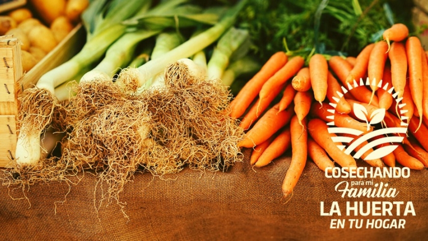 Huerta en tu Hogar: avanza la primera etapa de distribución