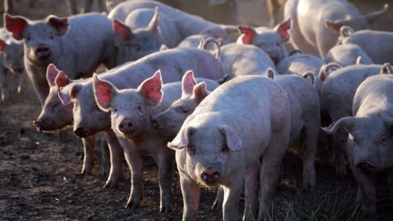 Diversificación de mercados: el sector porcino insiste en buscar otros destinos de exportación