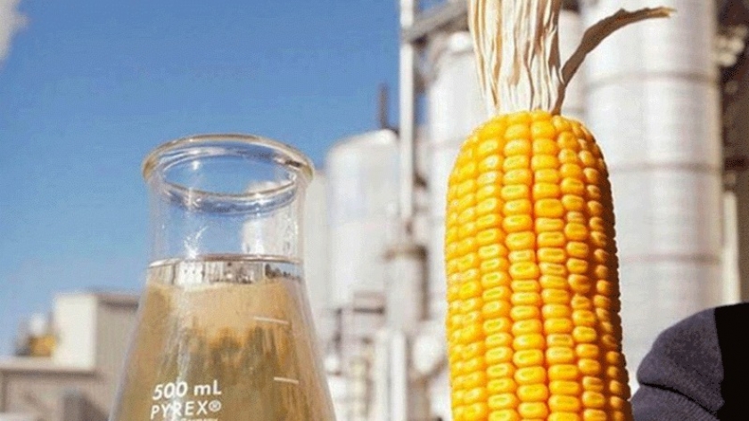 Crece la industrialización de maíz en Córdoba y ya supera las 4 M/Tn