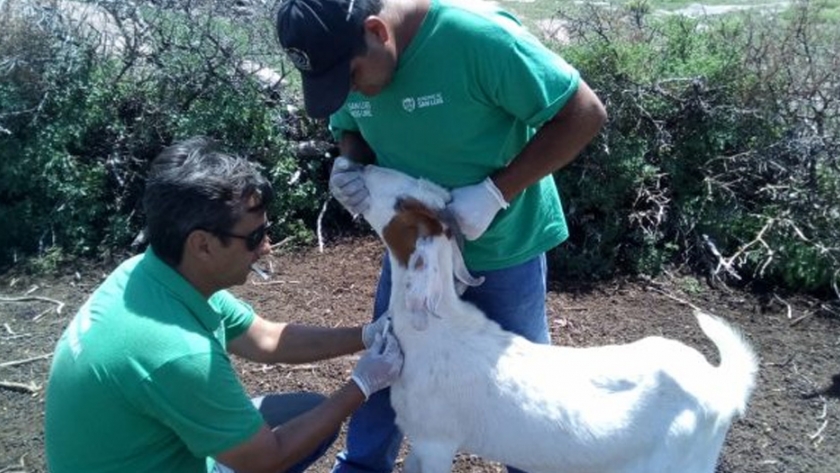 Intercambio de genética entre el Ministerio de Producción y la Mesa Caprina del Norte para mejorar la calidad de sus animales