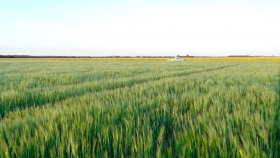 Cebada y trigo: proteger desde la semilla puede dar subas en rindes de hasta 800 kg/ha