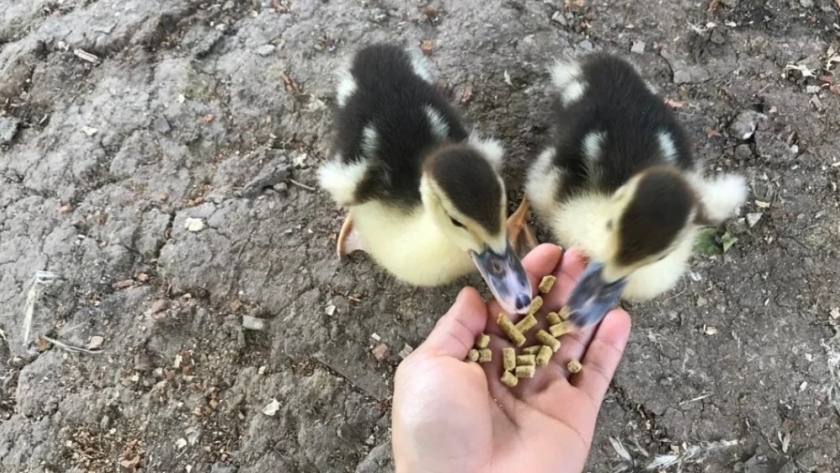 La industria avícola del pato