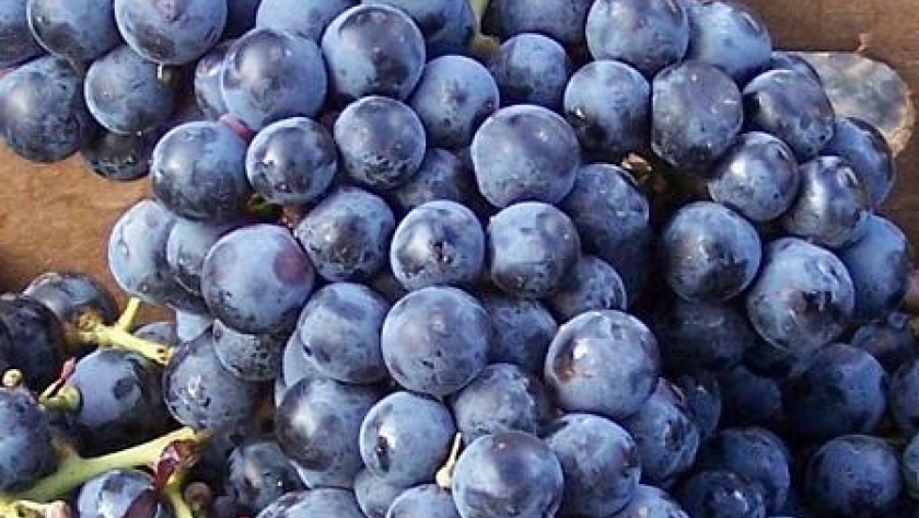 Cabernet Franc