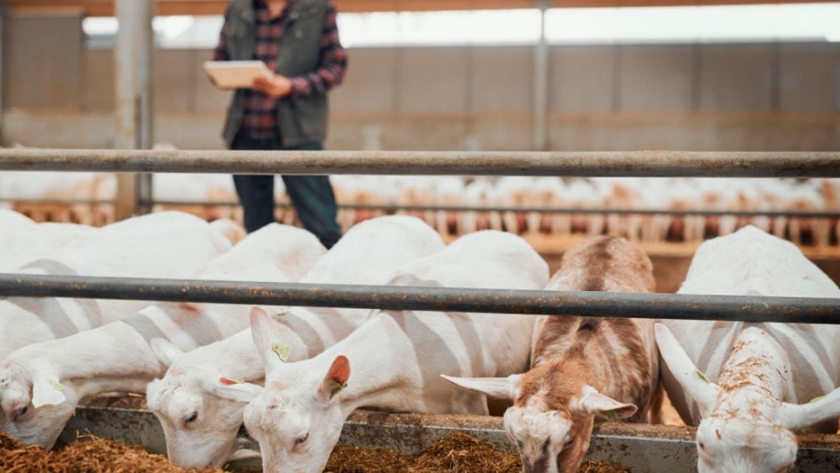 Alimentar al ganado con colza para obtener productos cárnicos más saludables