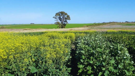 INTA impulsa el futuro del biodiésel con innovaciones en la colza argentina