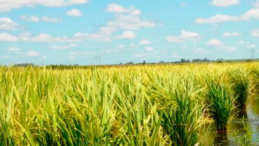 Creció el área sembrada con arroz en Entre Ríos
