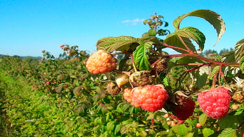 Nuevas producciones: un grupo nacional produce y exporta frambuesas desde el Valle de Uco