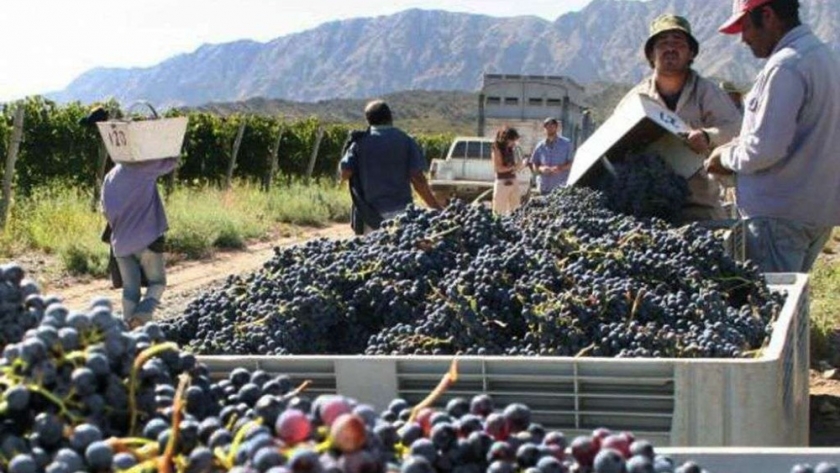 Vendimia 2022: El INV emitió los datos de Estimación de Producción de uvas para la Argentina