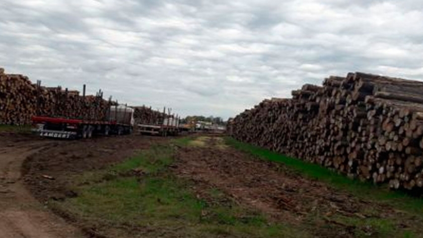 Frenan exportaciones de rollos de madera desde corrientes a China