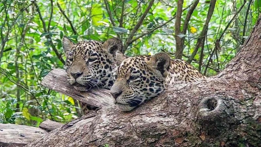 Liberan más yaguaretés en el Parque Nacional Iberá