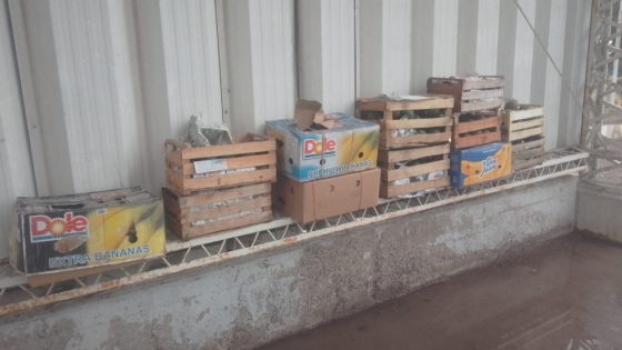 <Mosca de los frutos: Se evitó el ingreso de pomelos y paltas sin tratamiento cuarentenario a la Patagonia