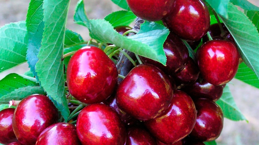 Cae la producción de cerezas