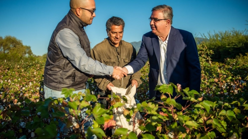 Buenos rendimientos en los primeros ensayos de cultivo de algodón