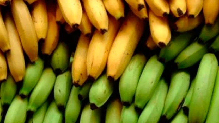 Productores bananeros aplicarán tecnología de conservación y maduración en la cosecha 