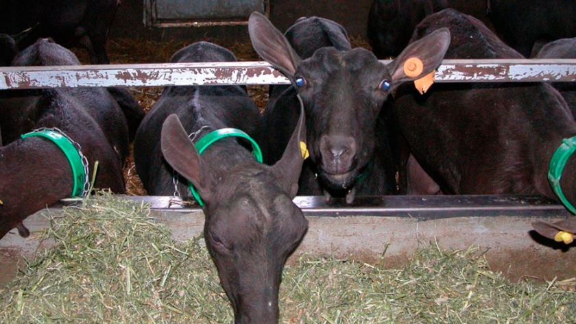 La personalidad de las cabras lecheras influye en el comportamiento en la alimentación