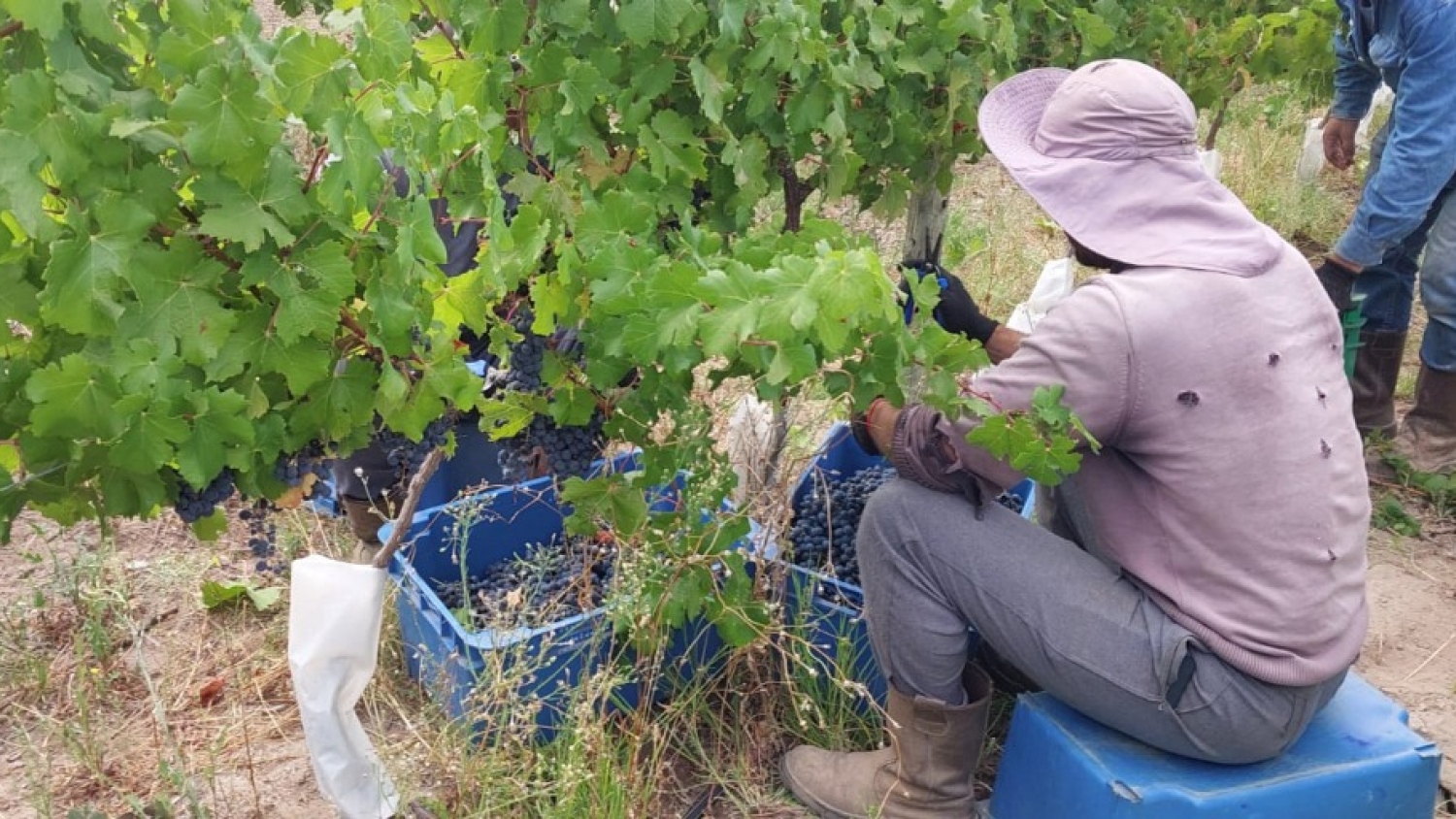 Vendimia 2026: crece la estimación de cosecha, pero persisten la incertidumbre productiva y la presión sobre el sector