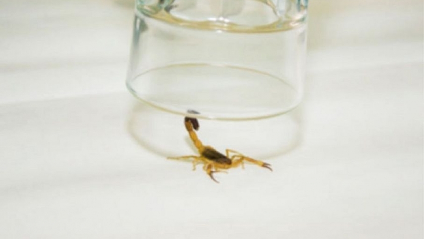 Campaña de captura de alacranes para elaboración de suero antiescorpiónico