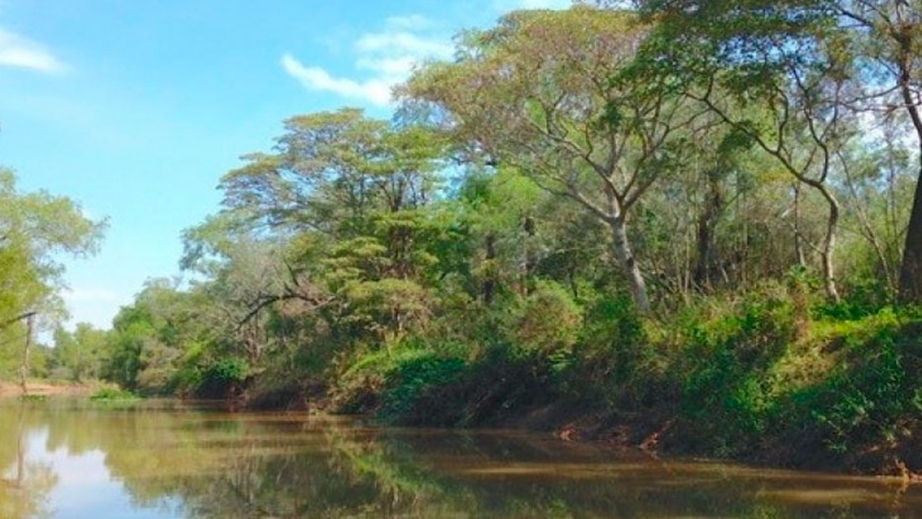 Estudian la influencia de Yacyretá en la distribución de árboles