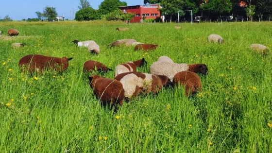 INTA lanza dos variedades de pasto Nilo para potenciar la ganadería en zonas extremas