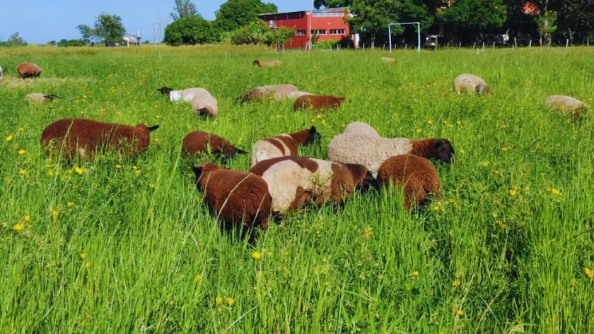 INTA lanza dos variedades de pasto Nilo para potenciar la ganadería en zonas extremas