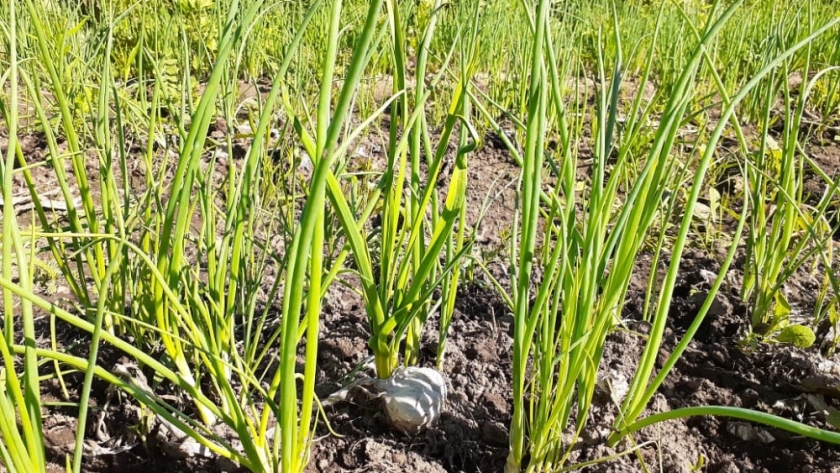 San Luis: Instituciones estatales apoyan el desarrollo de la agricultura familiar