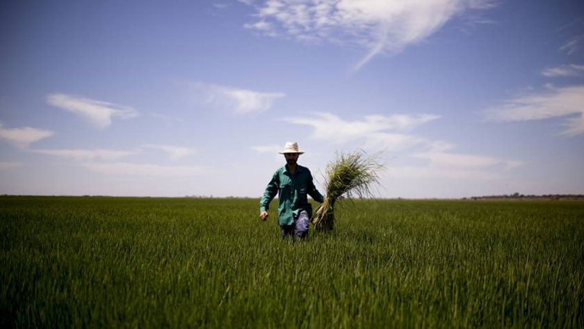 Los fondos de inversión se lanzan a ser los nuevos señores del campo en España