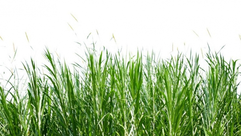 África ha encontrado la solución para hacer convivir bosques y cultivos y así evitar la deforestación