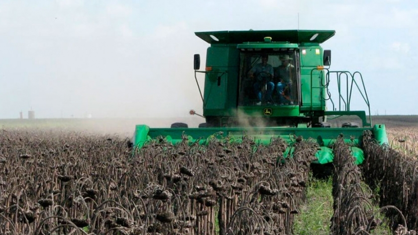 Ya se cosechó el 63% del área apta de girasol aunque con demoras por las lluvias