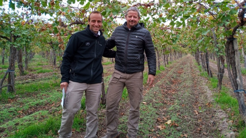 Potenciar la producción: un viticultor mendocino aplicó una biosolución que mejoró sus rindes