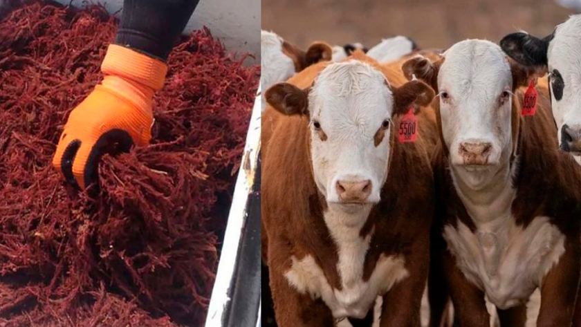 Un alga roja combate el efecto invernadero de gases provenientes de excrementos de vaca